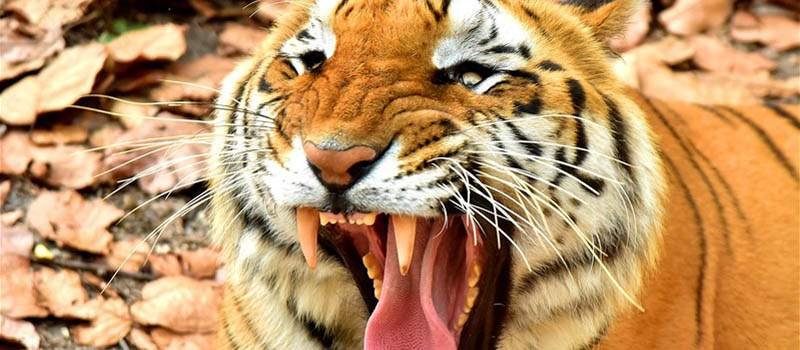 Specialization In Wildlife Photography